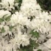 Azalée Du Japon Schneewittchen - Rhododendron Hybride