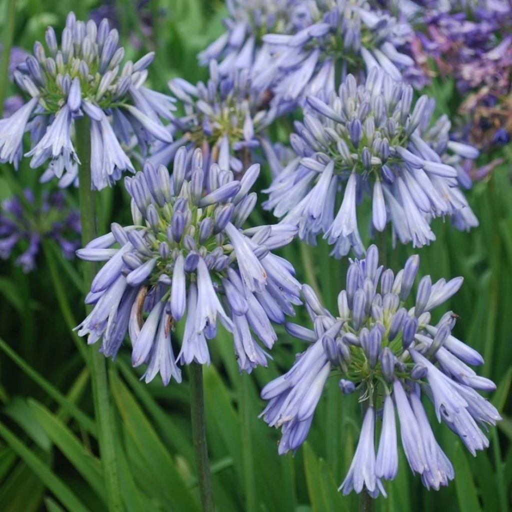 Agapanthe Celebration - Agapanthus 1 Agapanthe Celebration - Agapanthus