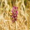 Anacamptis Sancta, Orchis Sacré - Orchidée Vivace