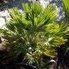 Chamaerops Humilis Vulcano - Palmier Nain