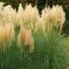 Cortaderia Selloana Mini Pampas Gold - Herbe De La Pampa