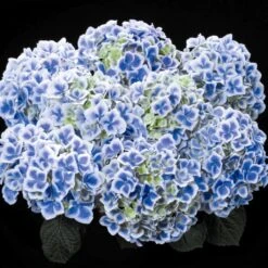 Hortensia - Hydrangea Macrophylla Beautensia Dali