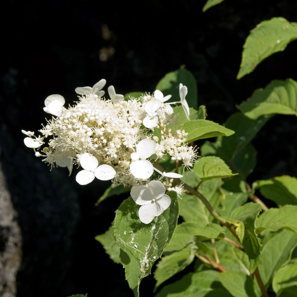 Hortensia - Hydrangea Paniculata White Moth 1 Hortensia - Hydrangea Paniculata White Moth