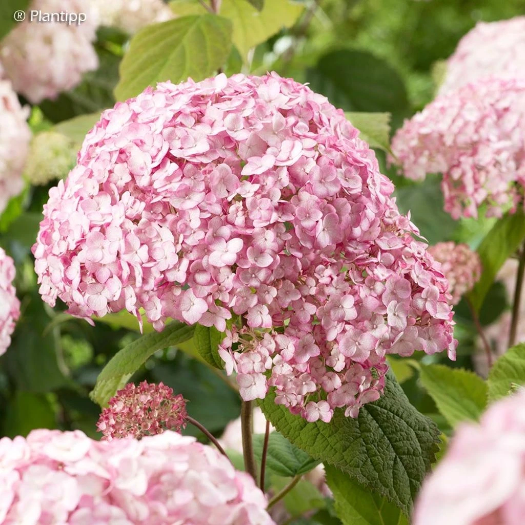 Hortensia Arborescens Candybelle® Bubblegum 1 Hortensia Arborescens Candybelle® Bubblegum