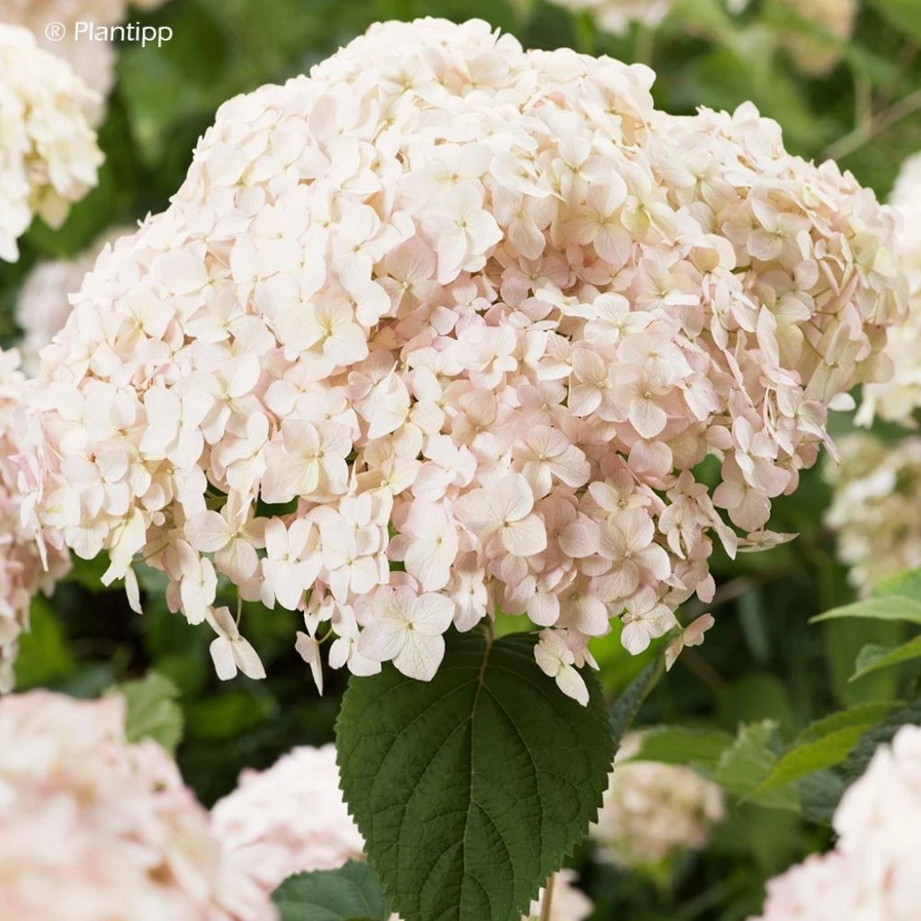 Hortensia Arborescens Candybelle Marshmallow 1 Hortensia Arborescens Candybelle Marshmallow