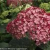 Hortensia Arborescens Ruby Annabelle
