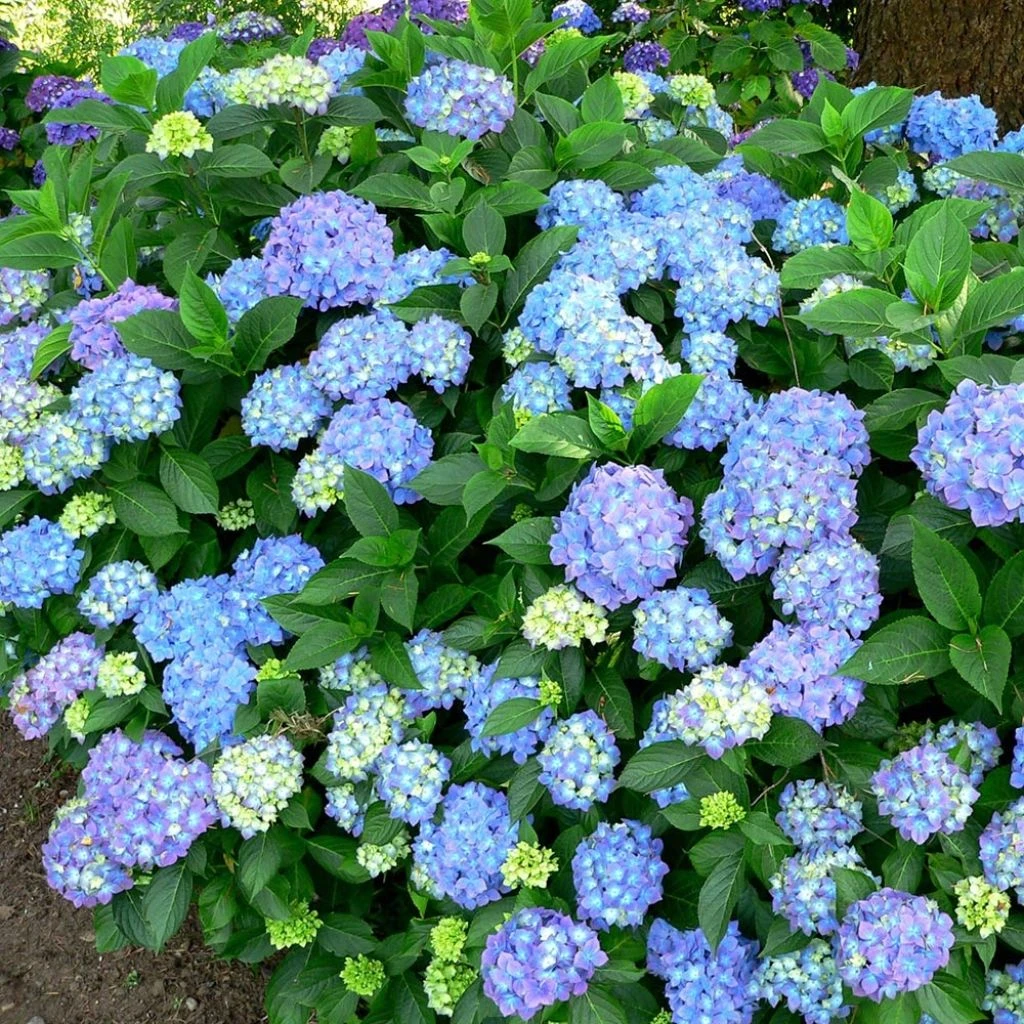Hortensia - Hydrangea Macrophylla Blauer Prinz 1 Hortensia - Hydrangea Macrophylla Blauer Prinz