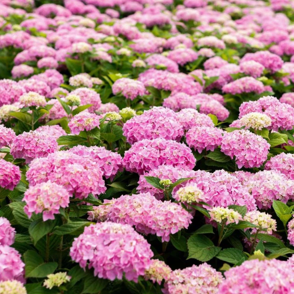 Hortensia - Hydrangea Macrophylla Endless Summer The Original (Rose) 1 Hortensia - Hydrangea Macrophylla Endless Summer The Original (Rose)