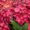 Hortensia - Hydrangea Macrophylla Magical Ruby Tuesday