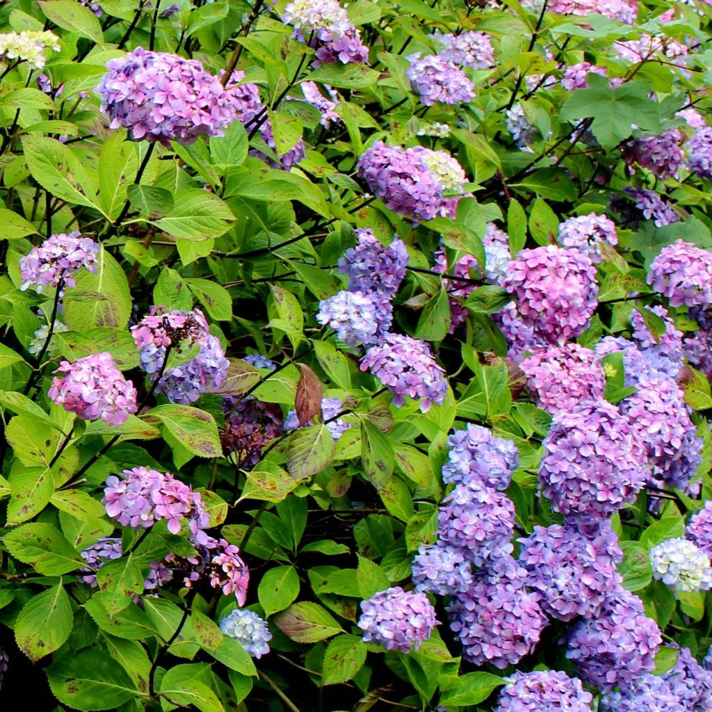 Hortensia - Hydrangea Macrophylla Nigra 1 Hortensia - Hydrangea Macrophylla Nigra