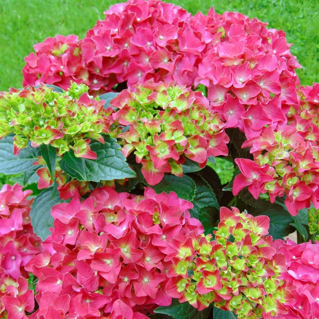 Hortensia - Hydrangea Macrophylla Red Reggae (Music Collection) 1 Hortensia - Hydrangea Macrophylla Red Reggae (Music Collection)