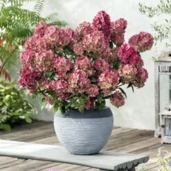 Hydrangea Paniculata Petite Star - Hortensia Paniculé