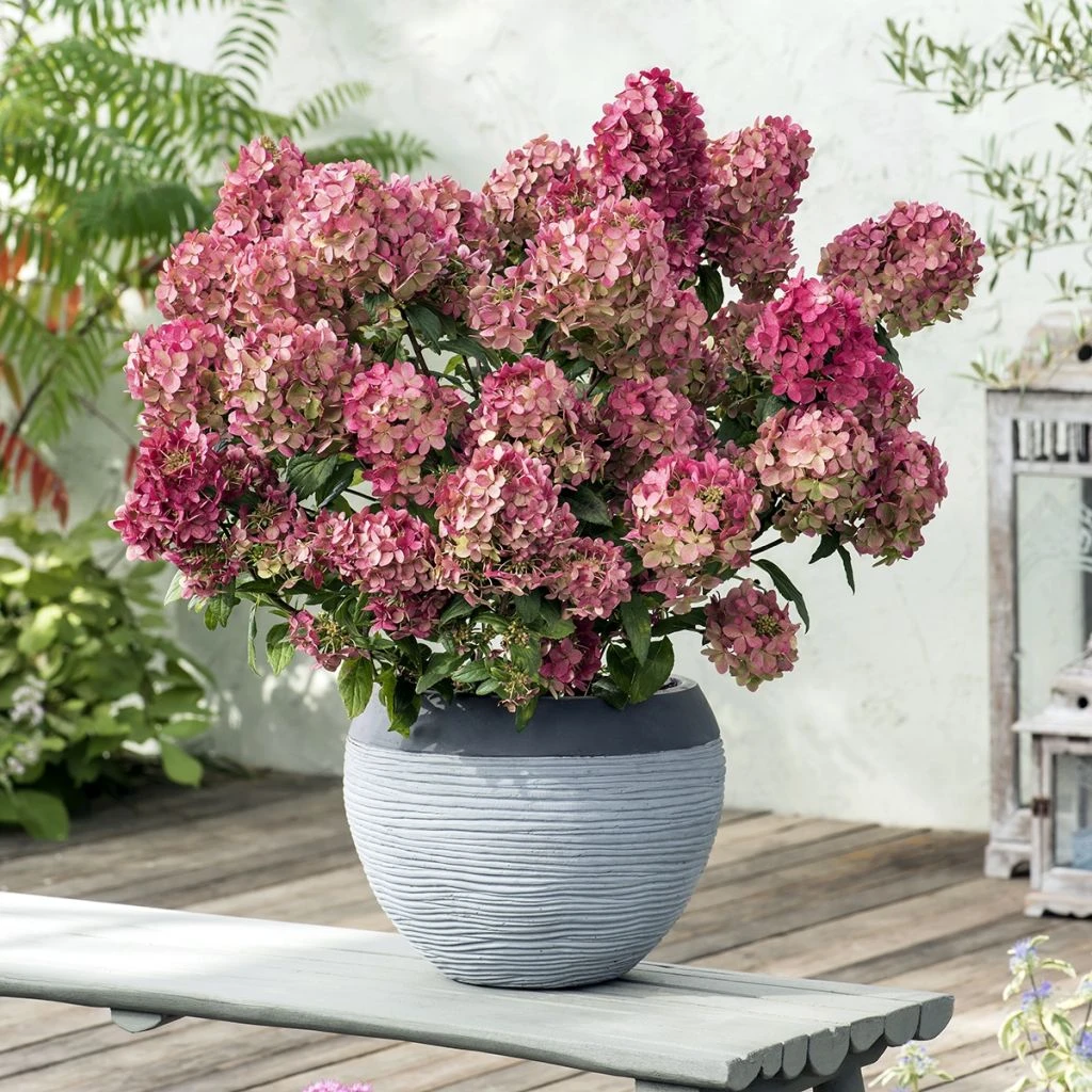 Hydrangea Paniculata Petite Star - Hortensia Paniculé 1 Hydrangea Paniculata Petite Star - Hortensia Paniculé