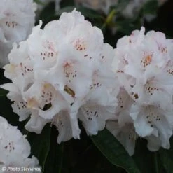 Rhododendron Boddaertianum - Grand Rhododendron