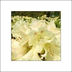 Rhododendron Inkarho Bellini