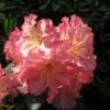 Rhododendron Hybride Naselle