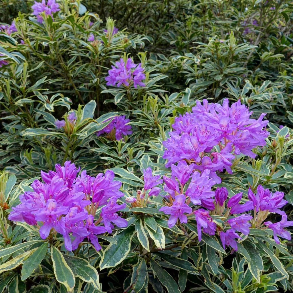 Rhododendron Ponticum Variegatum - Grand Rhododendron 1 Rhododendron Ponticum Variegatum - Grand Rhododendron