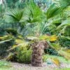 Trachycarpus Wagnerianus - Palmier Miniature