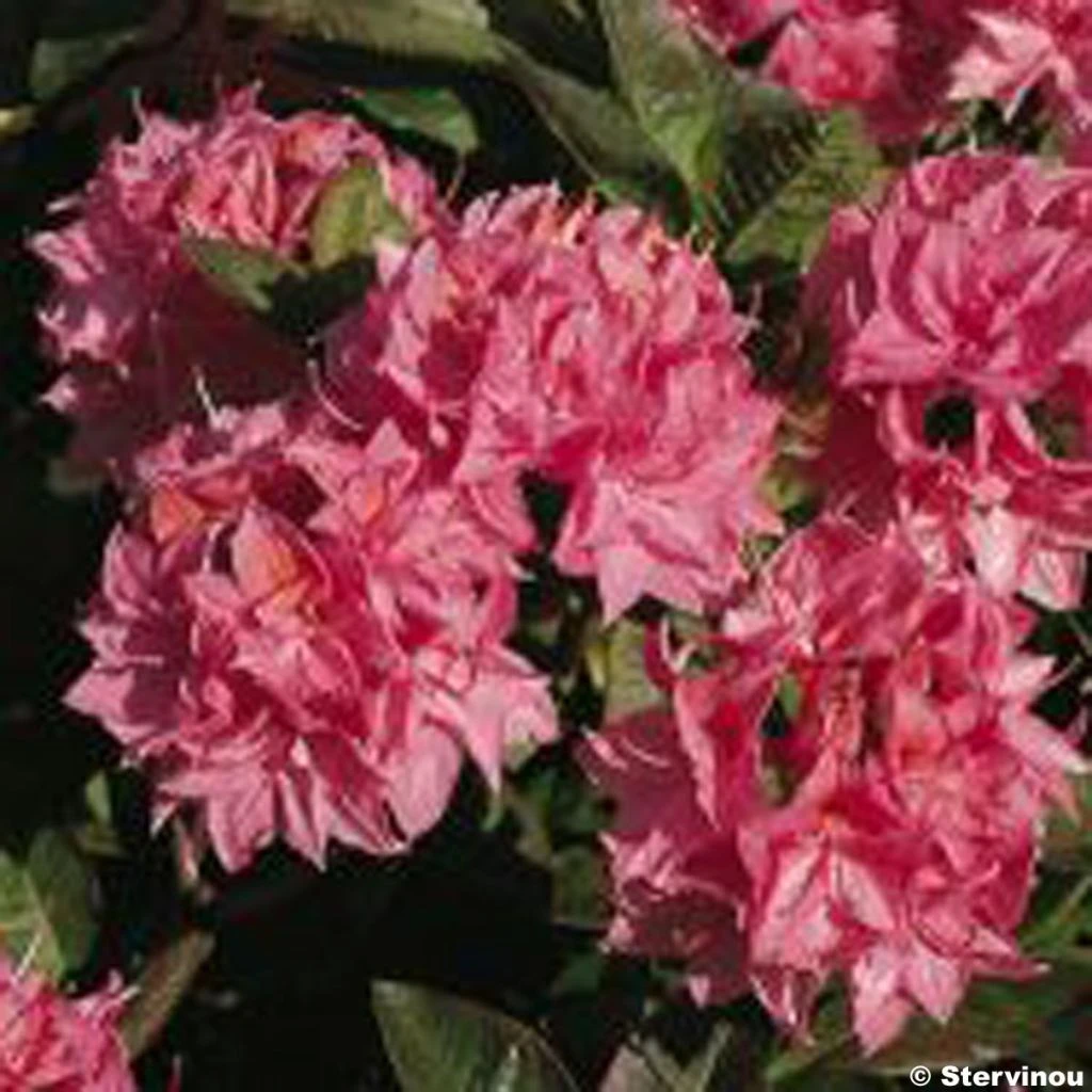 Azalée De Chine Kilian - Rhododendron Hybride 1 Azalée De Chine Kilian - Rhododendron Hybride