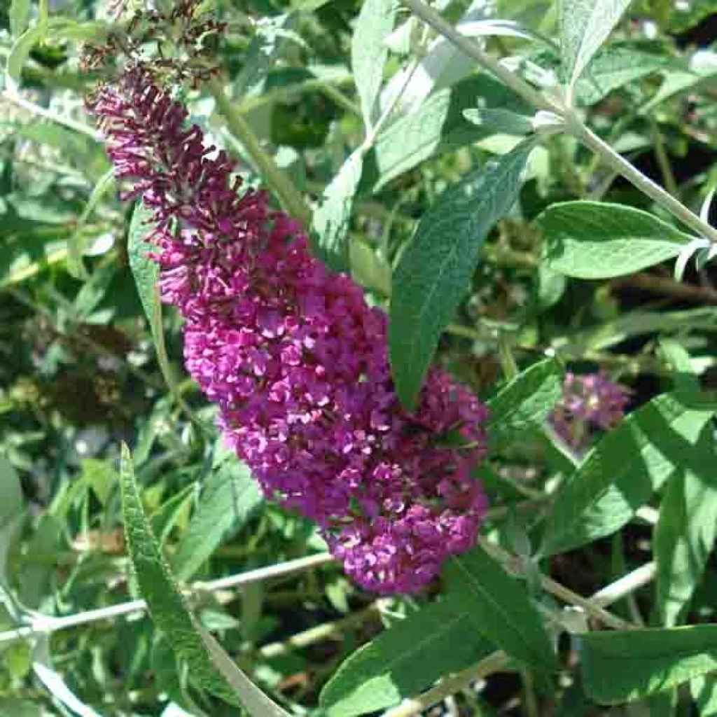 Buddleia Davidii Summer Beauty 1 Buddleia Davidii Summer Beauty