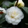 Camélia Nobilissima - Camellia Japonica
