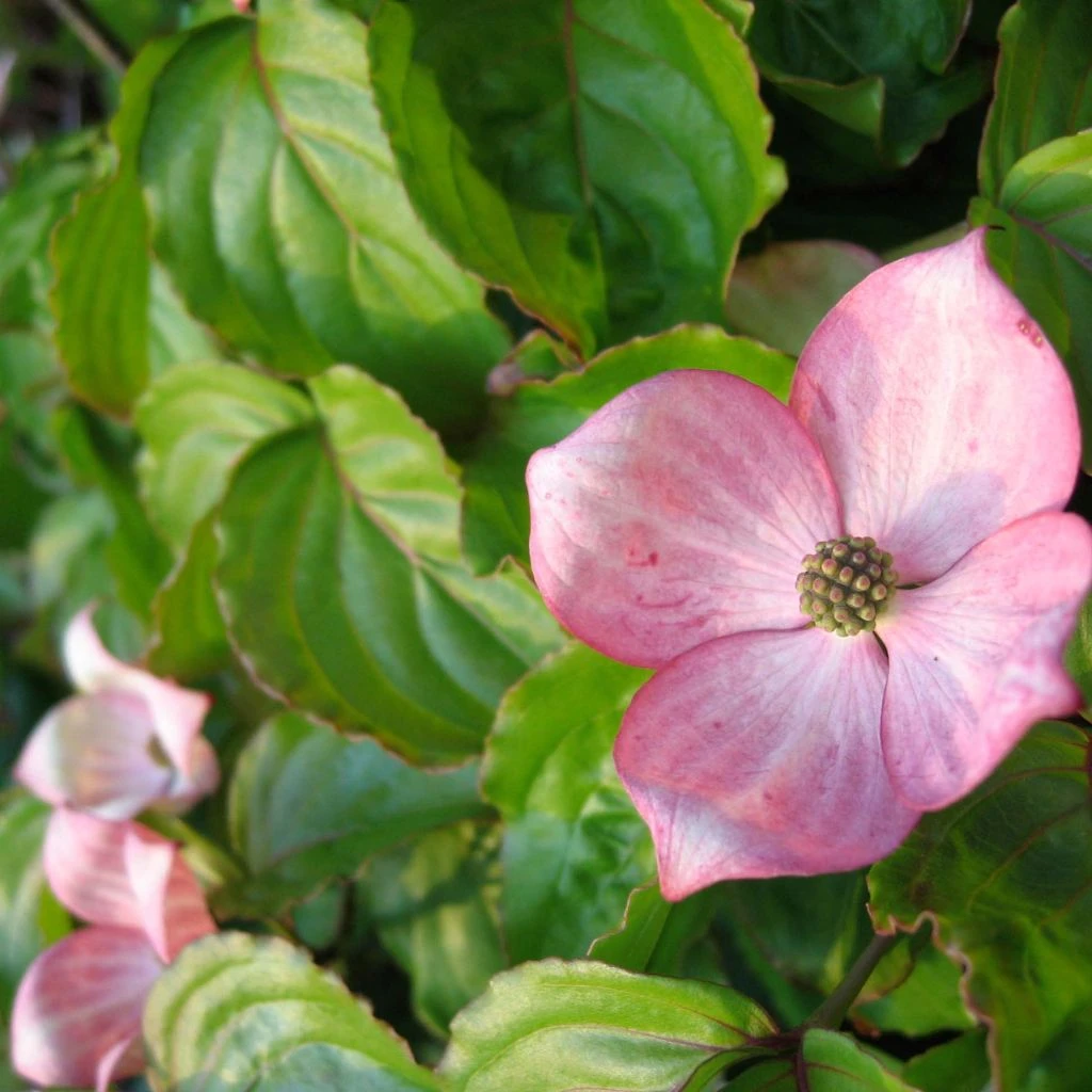 Cornus Kousa Heart Throb - Cornouiller Du Japon 1 Cornus Kousa Heart Throb - Cornouiller Du Japon
