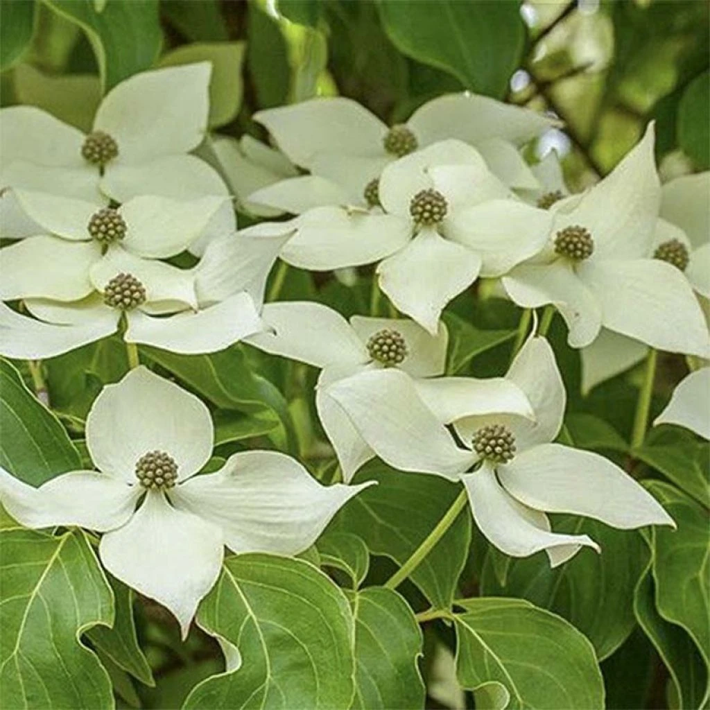 Cornus Kousa Robert's Select - Cornouiller Du Japon 1 Cornus Kousa Robert's Select - Cornouiller Du Japon