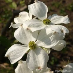 Cornus Florida Cherokee Daybreak - Cornouiller De Floride
