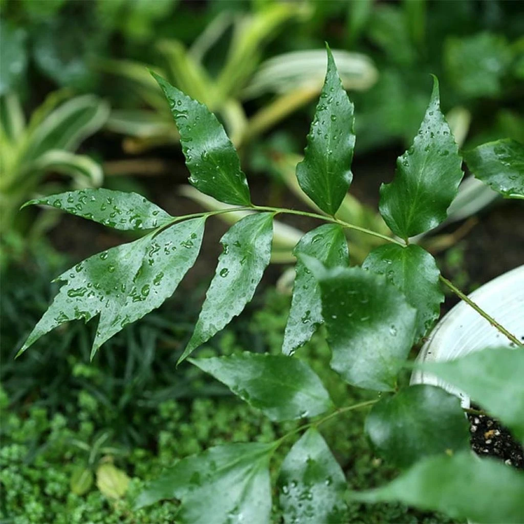 Cyrtomium Devexiscapulae - Fougère 1 Cyrtomium Devexiscapulae - Fougère