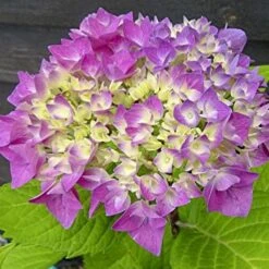 Hortensia - Hydrangea Macrophylla Flair & Flavours' Sweet Cupcake