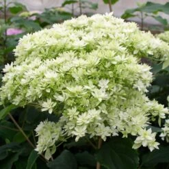 Hortensia Arborescens Hayes Starbust