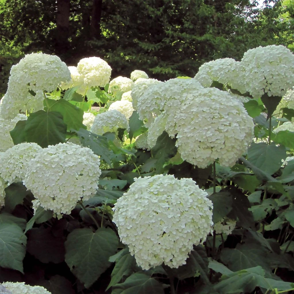 Hortensia Arborescens Strong Annabelle ( Incrediball ) 1 Hortensia Arborescens Strong Annabelle ( Incrediball )
