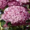 Hortensia Arborescens Pink Annabelle Ou Invincibelle