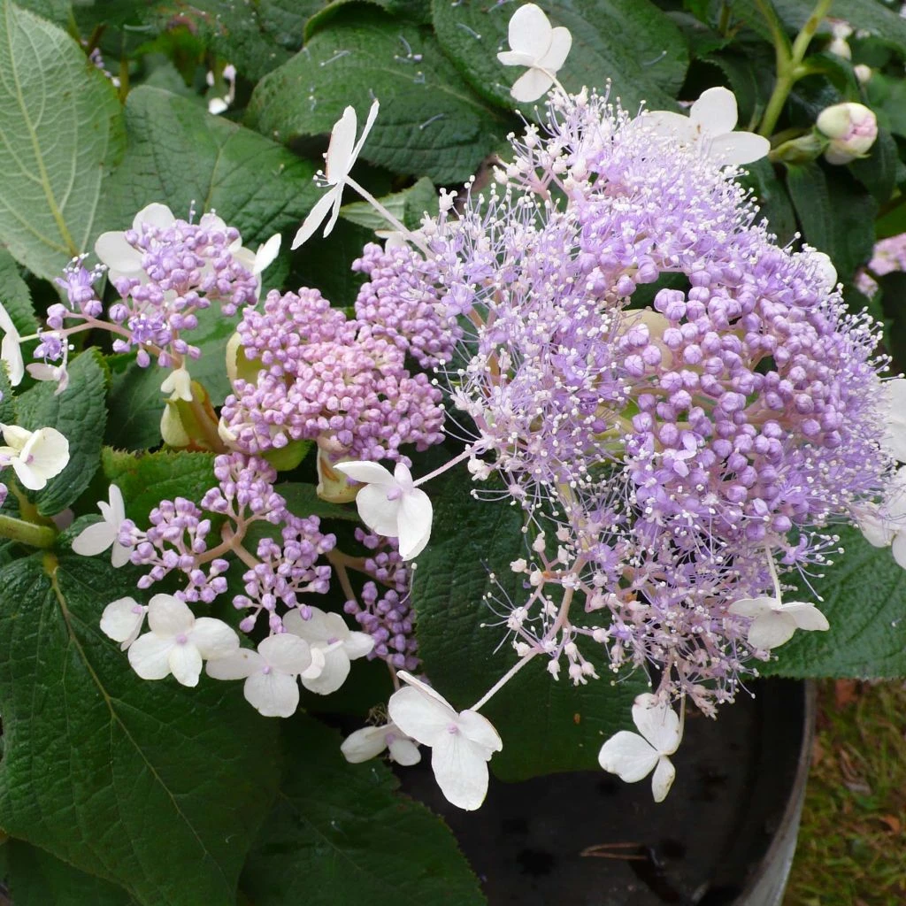 Hortensia - Hydrangea Involucrata Late Love 1 Hortensia - Hydrangea Involucrata Late Love