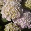 Hortensia - Hydrangea Macrophylla Kazan