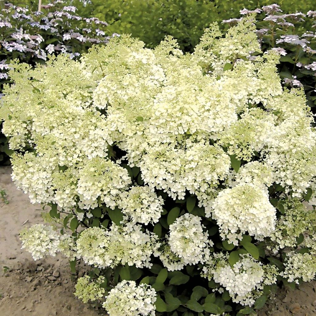 Hydrangea Paniculata Bobo - Hortensia Paniculé Nain 1 Hydrangea Paniculata Bobo - Hortensia Paniculé Nain