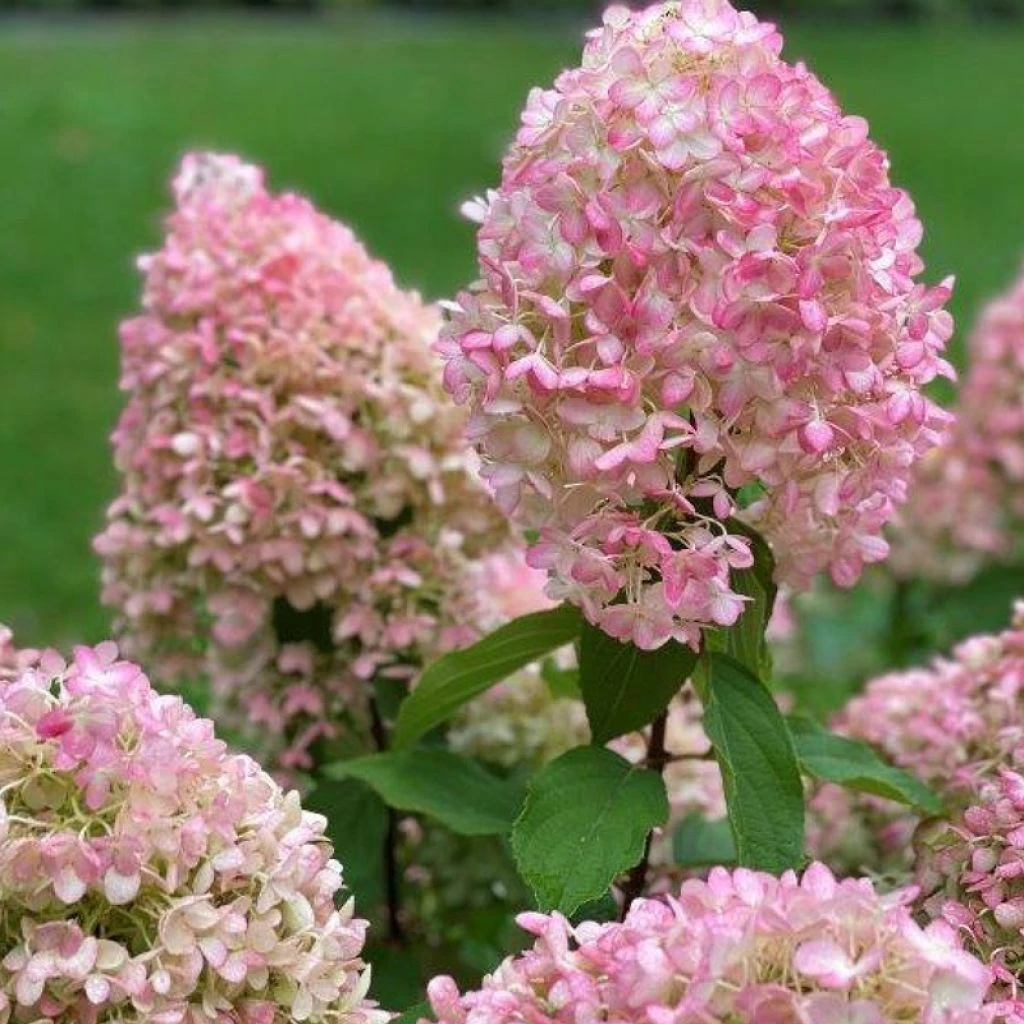 Hydrangea Paniculata Pinkachu - Hortensia Paniculé 1 Hydrangea Paniculata Pinkachu - Hortensia Paniculé
