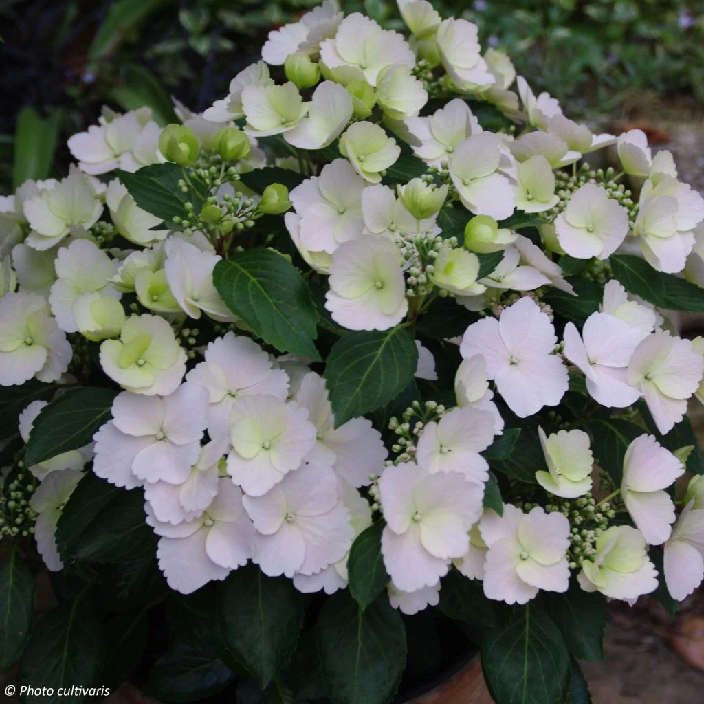 Hortensia - Hydrangea Runaway Bride 1 Hortensia - Hydrangea Runaway Bride