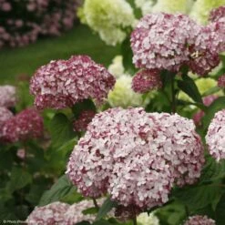 Hortensia Arborescens Sweet Annabelle
