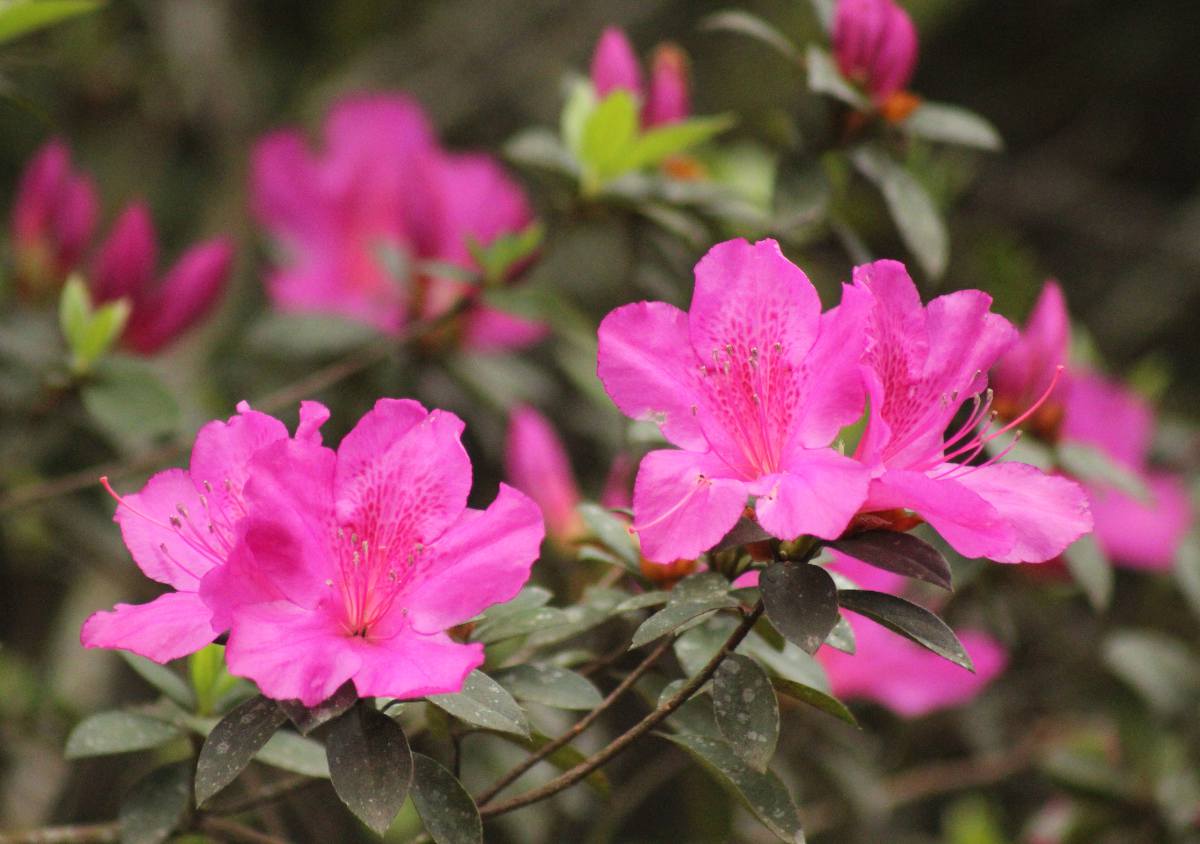 Eden Botanique Boutique -Eden Botanique Boutique Azalee exterieur jardin