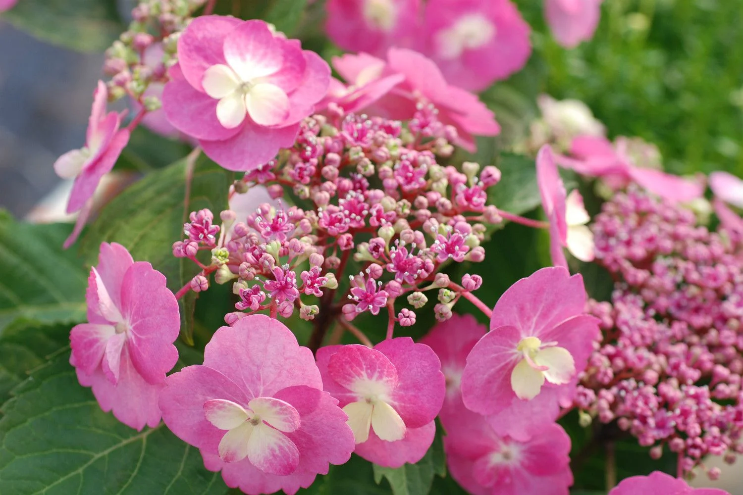 Eden Botanique Boutique -Eden Botanique Boutique Hortensia fleur plate rose